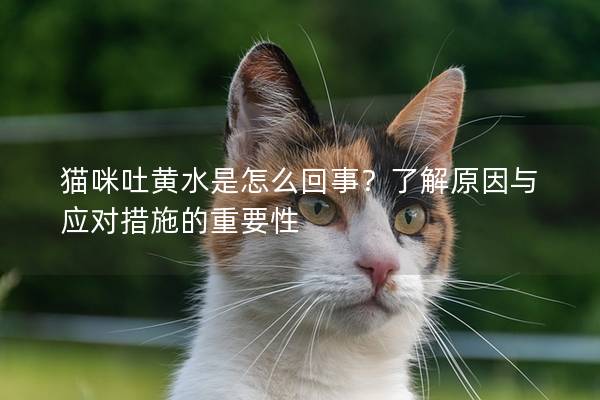 猫咪吐黄水是怎么回事？了解原因与应对措施的重要性