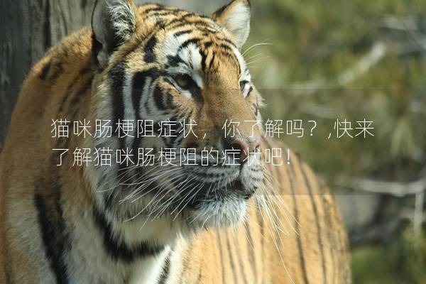 猫咪肠梗阻症状，你了解吗？,快来了解猫咪肠梗阻的症状吧!