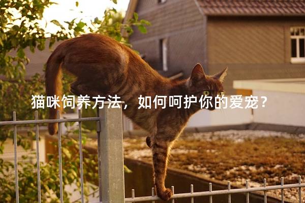 猫咪饲养方法，如何呵护你的爱宠？