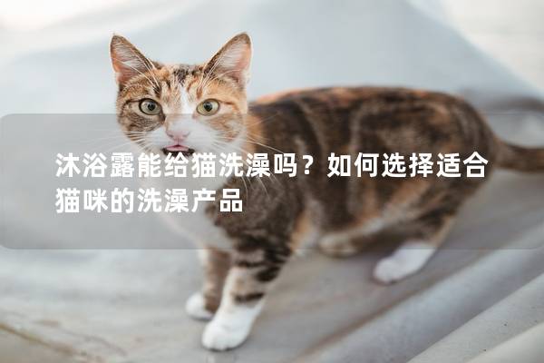 沐浴露能给猫洗澡吗？如何选择适合猫咪的洗澡产品