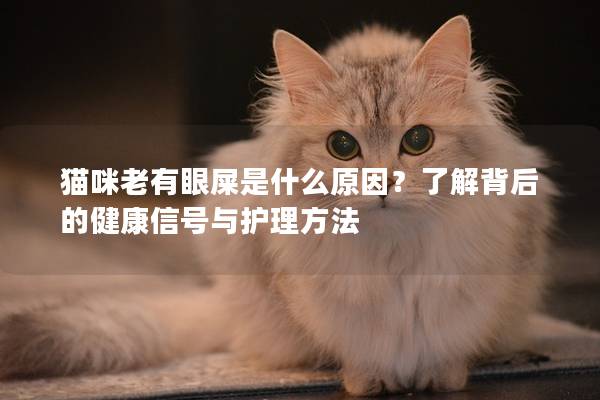 猫咪老有眼屎是什么原因？了解背后的健康信号与护理方法