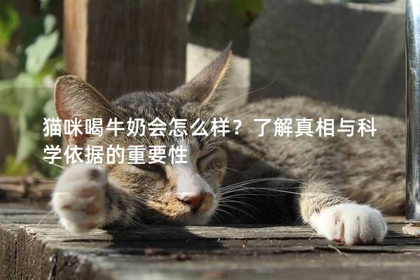 猫咪喝牛奶会怎么样？了解真相与科学依据的重要性