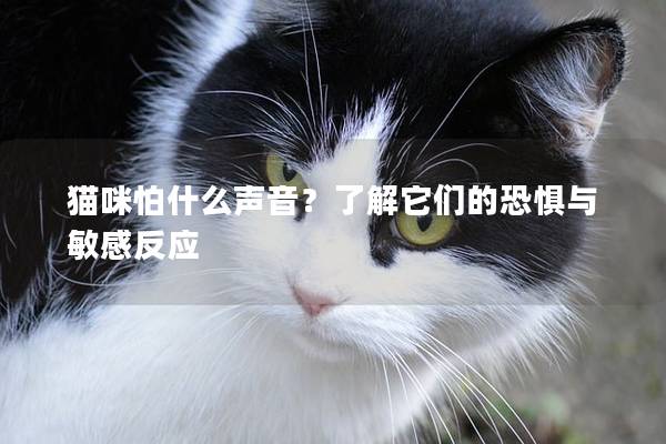 猫咪怕什么声音？了解它们的恐惧与敏感反应