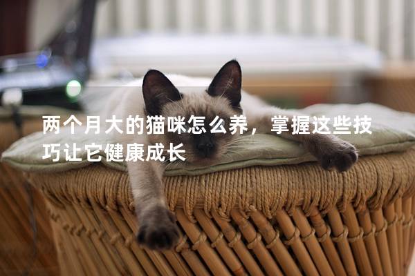 两个月大的猫咪怎么养，掌握这些技巧让它健康成长