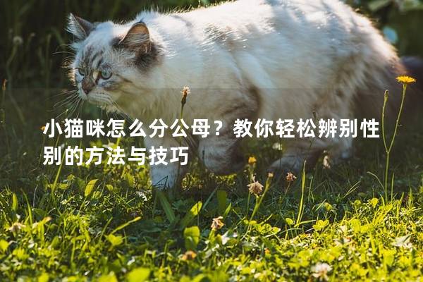 小猫咪怎么分公母？教你轻松辨别性别的方法与技巧