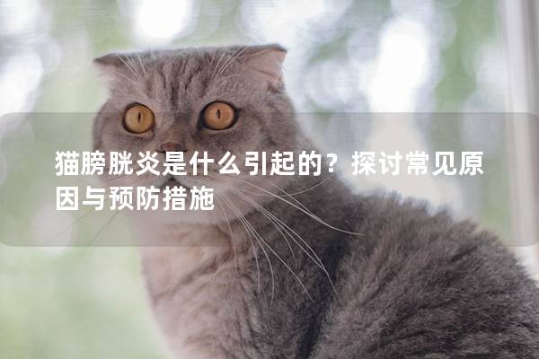 猫膀胱炎是什么引起的？探讨常见原因与预防措施