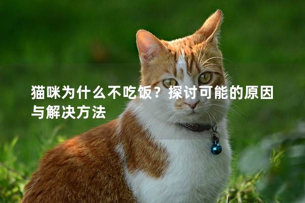 猫咪为什么不吃饭？探讨可能的原因与解决方法