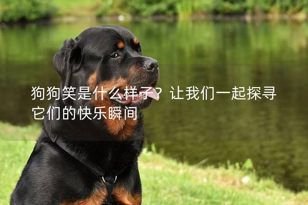 狗狗笑是什么样子？让我们一起探寻它们的快乐瞬间