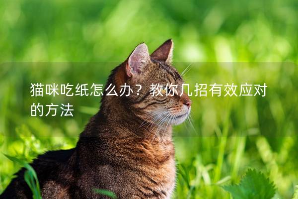 猫咪吃纸怎么办？教你几招有效应对的方法