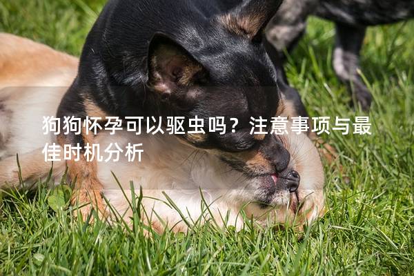 狗狗怀孕可以驱虫吗？注意事项与最佳时机分析