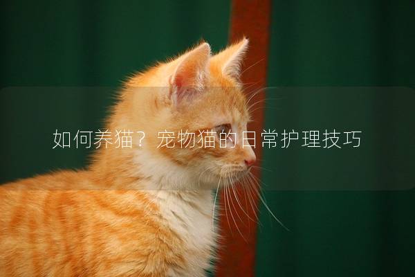 如何养猫？宠物猫的日常护理技巧