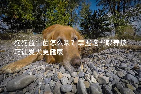 狗狗益生菌怎么喂？掌握这些喂养技巧让爱犬更健康