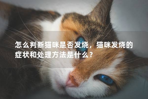 怎么判断猫咪是否发烧，猫咪发烧的症状和处理方法是什么？