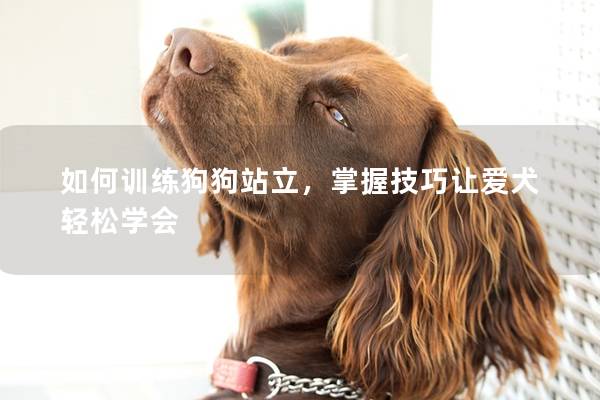 如何训练狗狗站立，掌握技巧让爱犬轻松学会