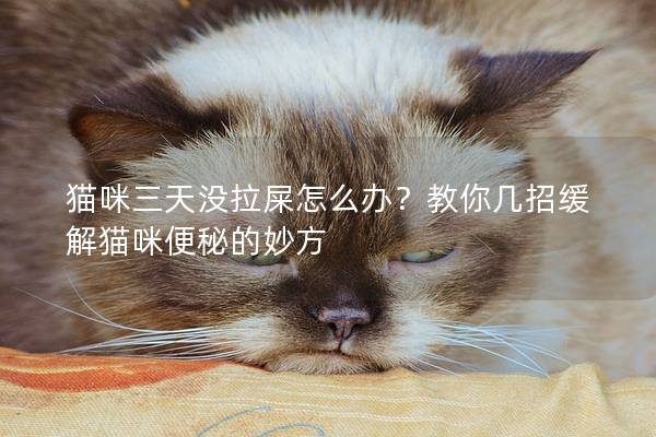 猫咪三天没拉屎怎么办？教你几招缓解猫咪便秘的妙方