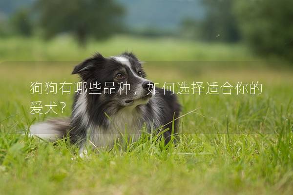 狗狗有哪些品种，如何选择适合你的爱犬？