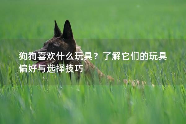 狗狗喜欢什么玩具？了解它们的玩具偏好与选择技巧