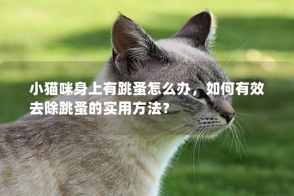 小猫咪身上有跳蚤怎么办，如何有效去除跳蚤的实用方法？