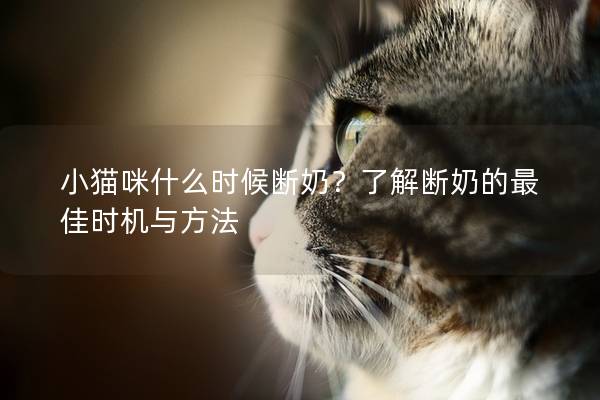 小猫咪什么时候断奶？了解断奶的最佳时机与方法