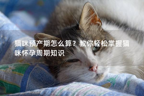 猫咪预产期怎么算？教你轻松掌握猫咪怀孕周期知识