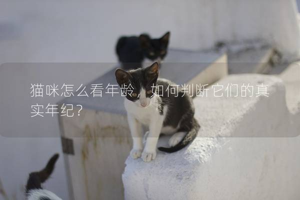 猫咪怎么看年龄，如何判断它们的真实年纪？