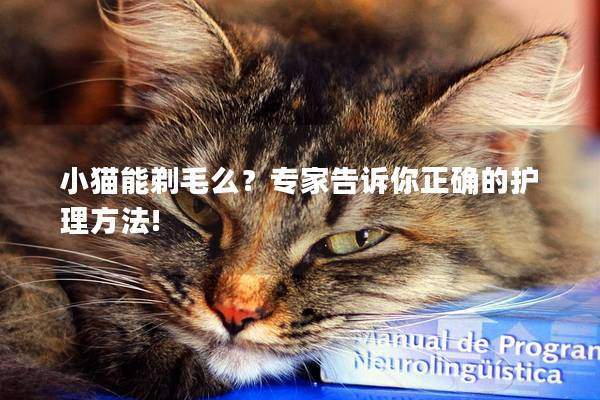 小猫能剃毛么？专家告诉你正确的护理方法!