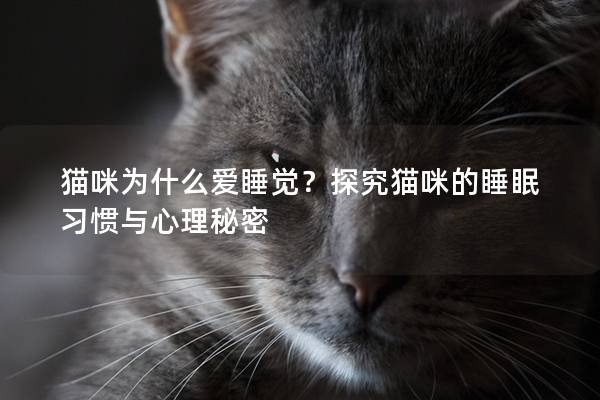 猫咪为什么爱睡觉？探究猫咪的睡眠习惯与心理秘密