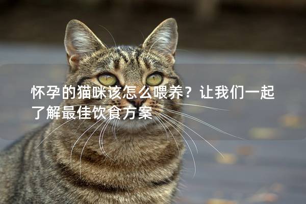 怀孕的猫咪该怎么喂养？让我们一起了解最佳饮食方案