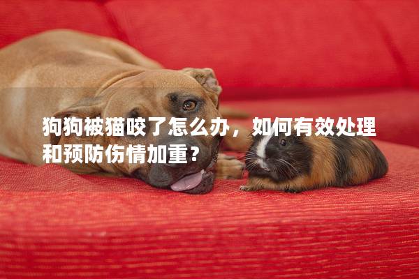 狗狗被猫咬了怎么办，如何有效处理和预防伤情加重？