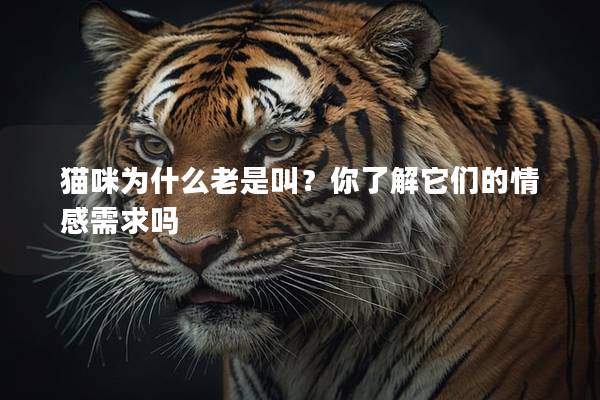 猫咪为什么老是叫？你了解它们的情感需求吗