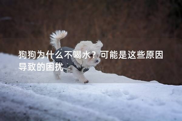 狗狗为什么不喝水？可能是这些原因导致的困扰