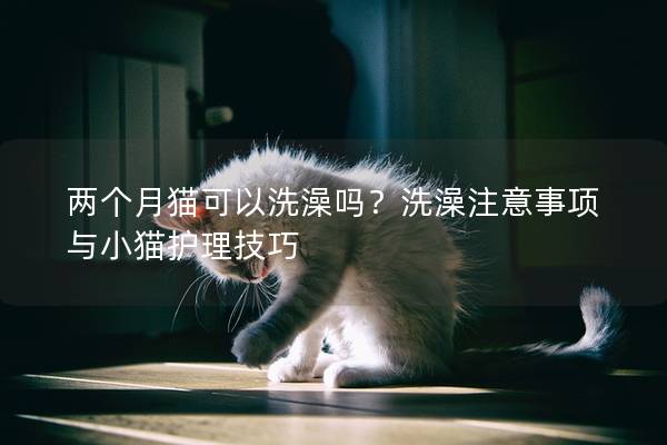 两个月猫可以洗澡吗？洗澡注意事项与小猫护理技巧