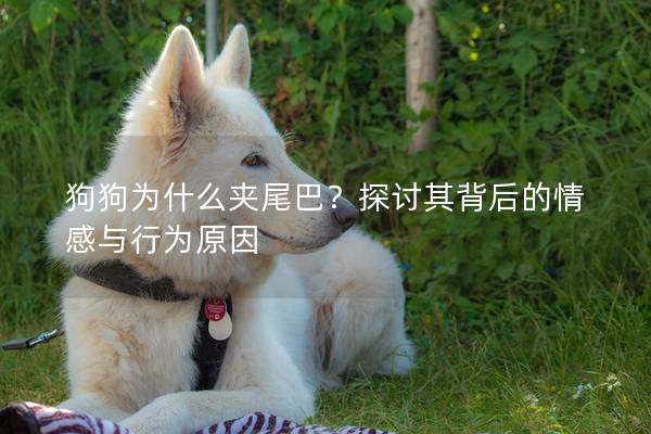 狗狗为什么夹尾巴？探讨其背后的情感与行为原因