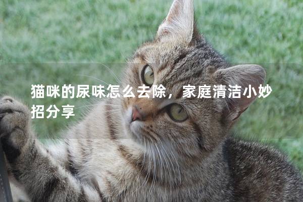 猫咪的尿味怎么去除，家庭清洁小妙招分享