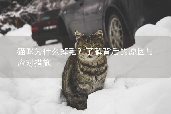 猫咪为什么掉毛？了解背后的原因与应对措施