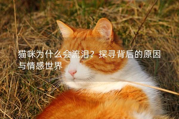 猫咪为什么会流泪？探寻背后的原因与情感世界