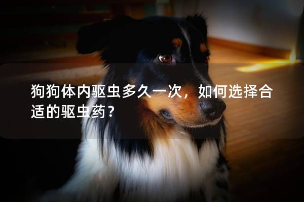 狗狗体内驱虫多久一次，如何选择合适的驱虫药？