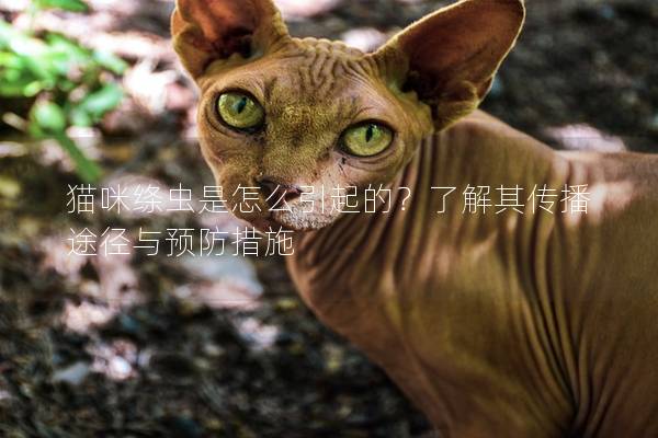 猫咪绦虫是怎么引起的？了解其传播途径与预防措施