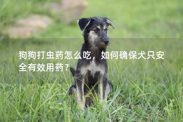 狗狗打虫药怎么吃，如何确保犬只安全有效用药？