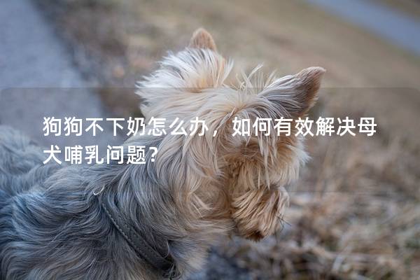 狗狗不下奶怎么办，如何有效解决母犬哺乳问题？