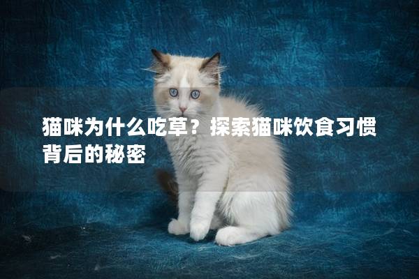 猫咪为什么吃草？探索猫咪饮食习惯背后的秘密