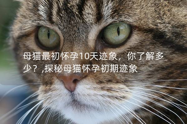 母猫最初怀孕10天迹象，你了解多少？,探秘母猫怀孕初期迹象