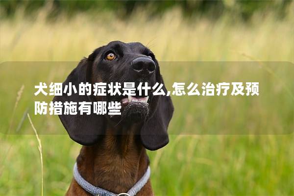 犬细小的症状是什么,怎么治疗及预防措施有哪些