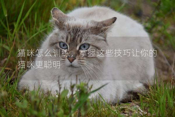 猫咪怎么训练，掌握这些技巧让你的猫咪更聪明