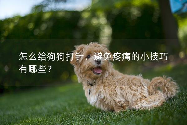 怎么给狗狗打针，避免疼痛的小技巧有哪些？