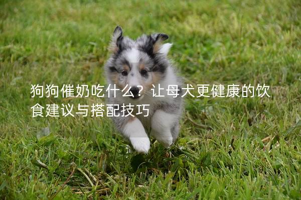 狗狗催奶吃什么？让母犬更健康的饮食建议与搭配技巧