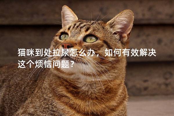 猫咪到处拉尿怎么办，如何有效解决这个烦恼问题？