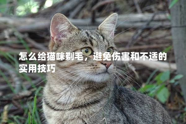 怎么给猫咪剃毛，避免伤害和不适的实用技巧