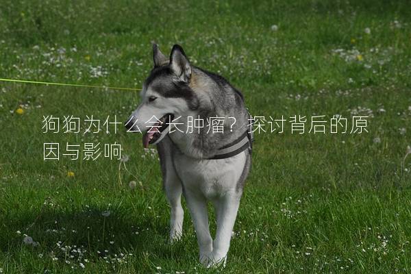 狗狗为什么会长肿瘤?探讨背后的原因与影响