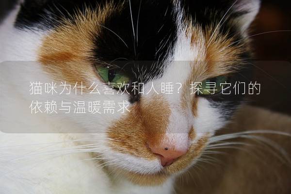 猫咪为什么喜欢和人睡？探寻它们的依赖与温暖需求